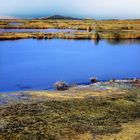 Walk on a marsh  2