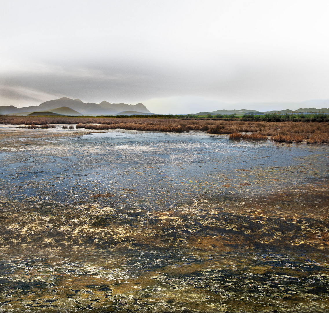 Walk on a marsh 3