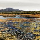 Walk on a marsh