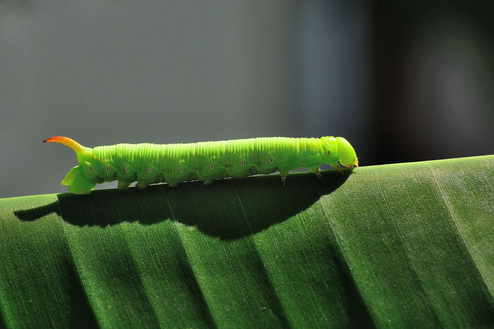 Walk on Banana Leaf (Manduca sexta)