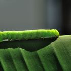 Walk on Banana Leaf (Manduca sexta)