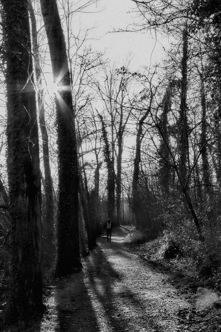 Walk on the  Bayou