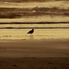 Walk on the beach