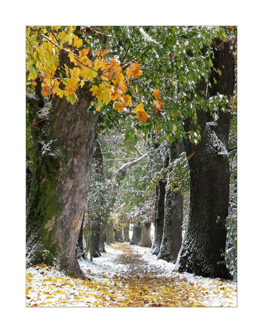 walk on the leaves II