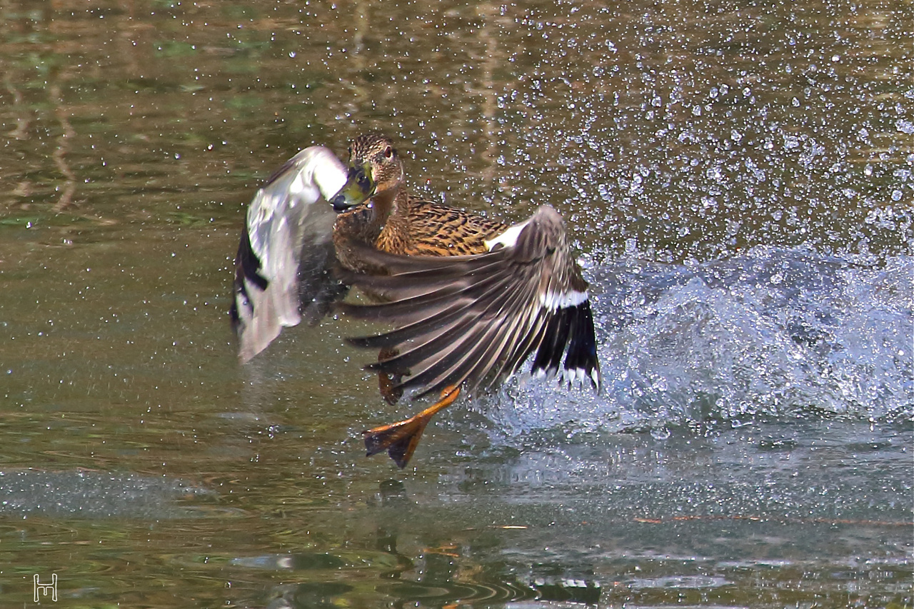 "Walk on Water..." – Stockente in Eile