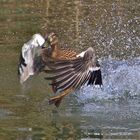 "Walk on Water..." – Stockente in Eile