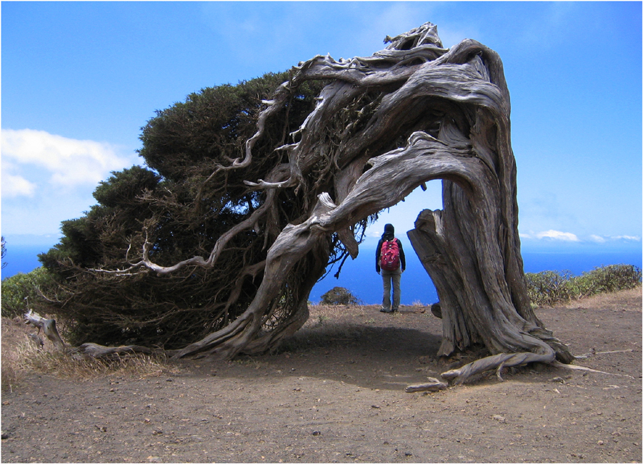 Walk-through Baum