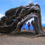 Walk-through Baum