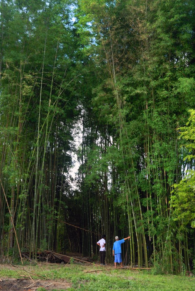 Walk through the bamboo wood land