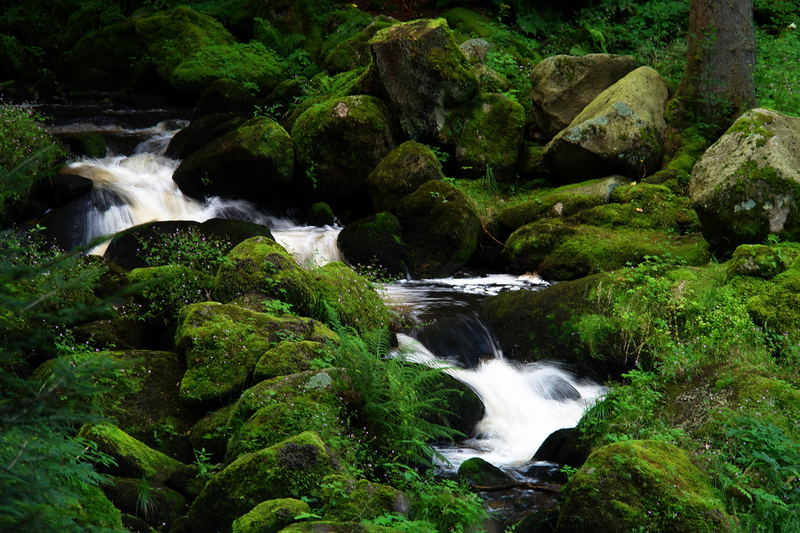 Walk through the Black Forest