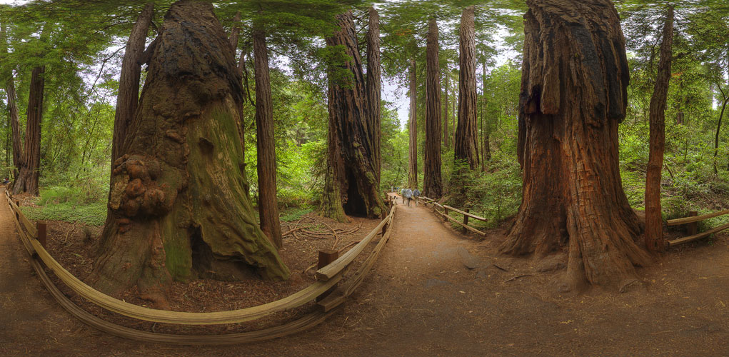 walk through the Muir Woods