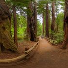 walk through the Muir Woods