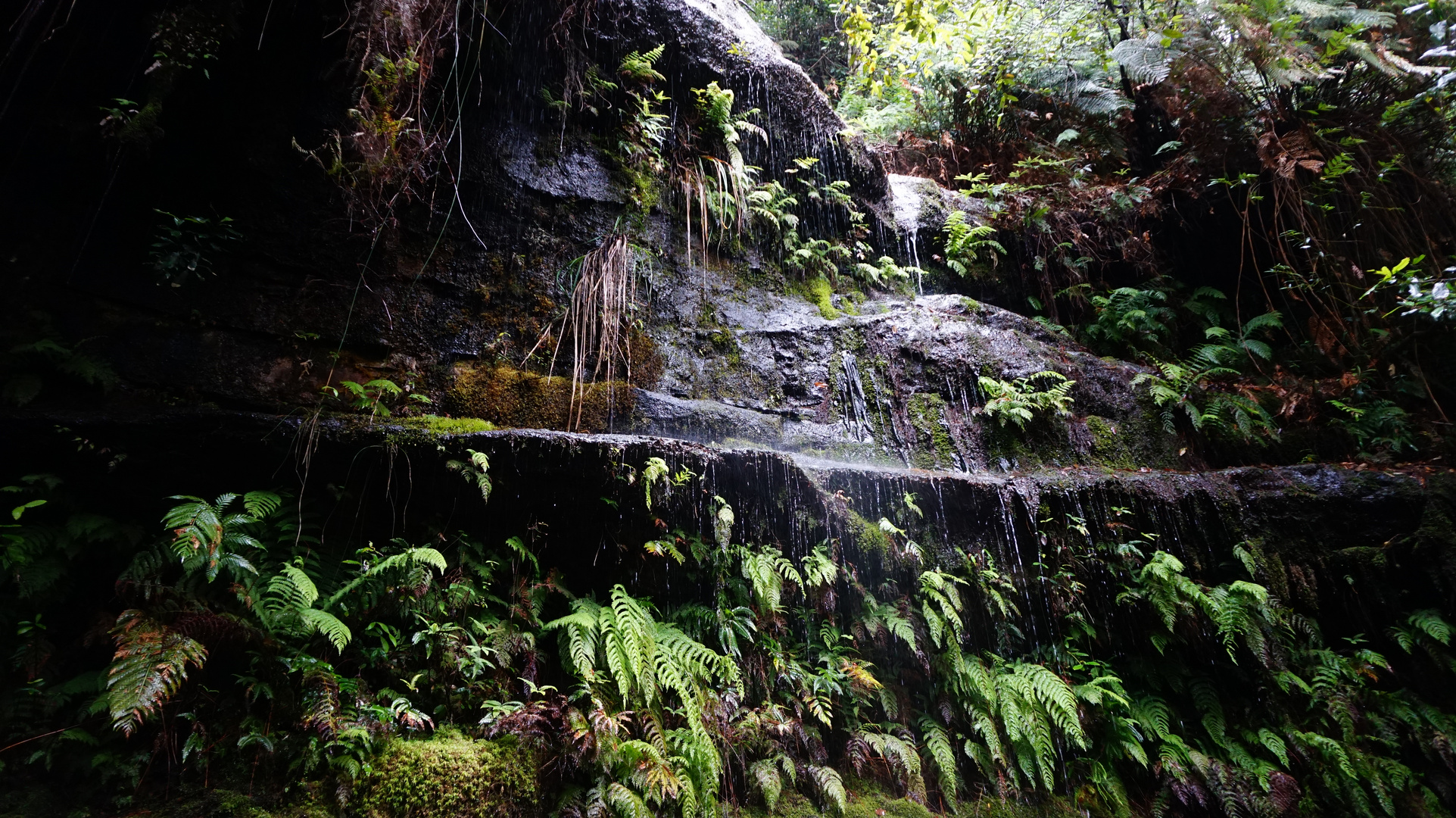 Walk through the Rainforest