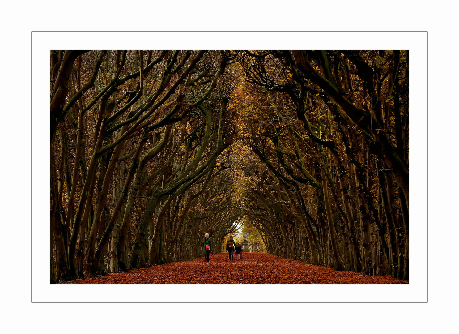 walk under the trees