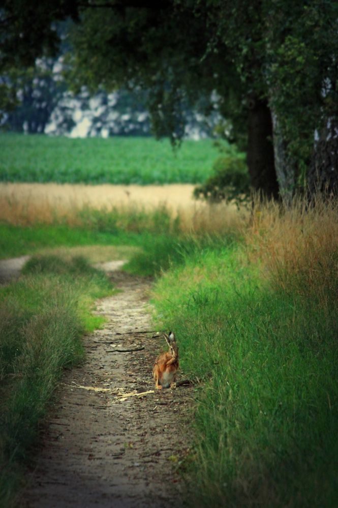 Walk with a rabbit. Feldhase und Allee, Norddeutschland, Abend