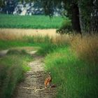 Walk with a rabbit. Feldhase und Allee, Norddeutschland, Abend