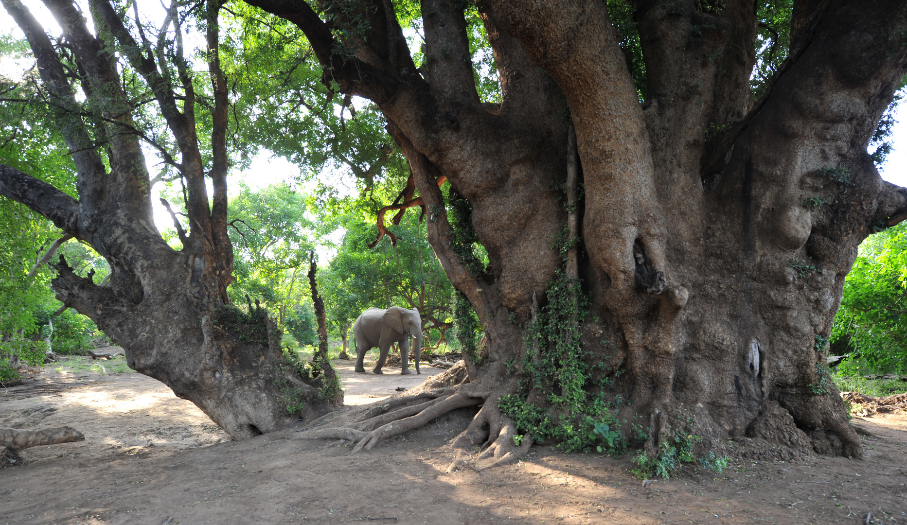 walk with elefants