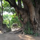 walk with elefants