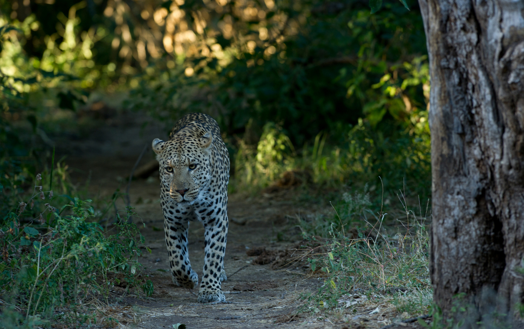 walk with leopards