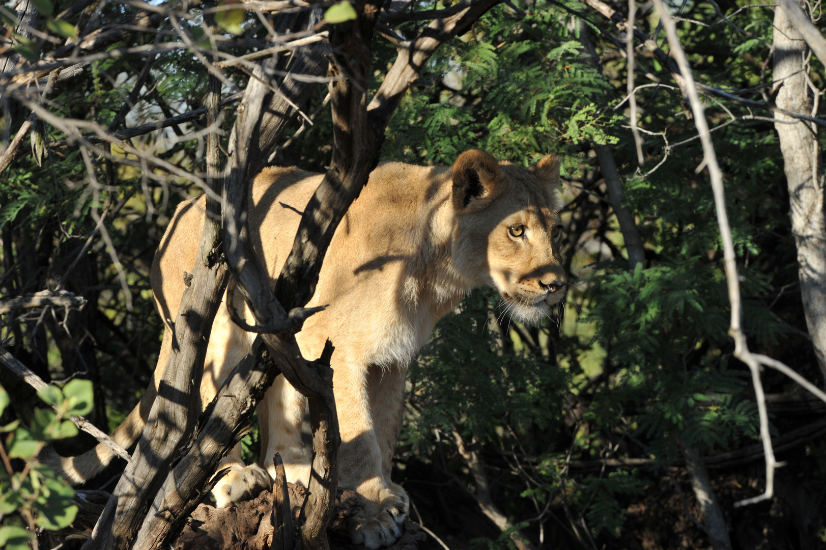 walk with lions