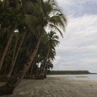 Walk with the Coconuts