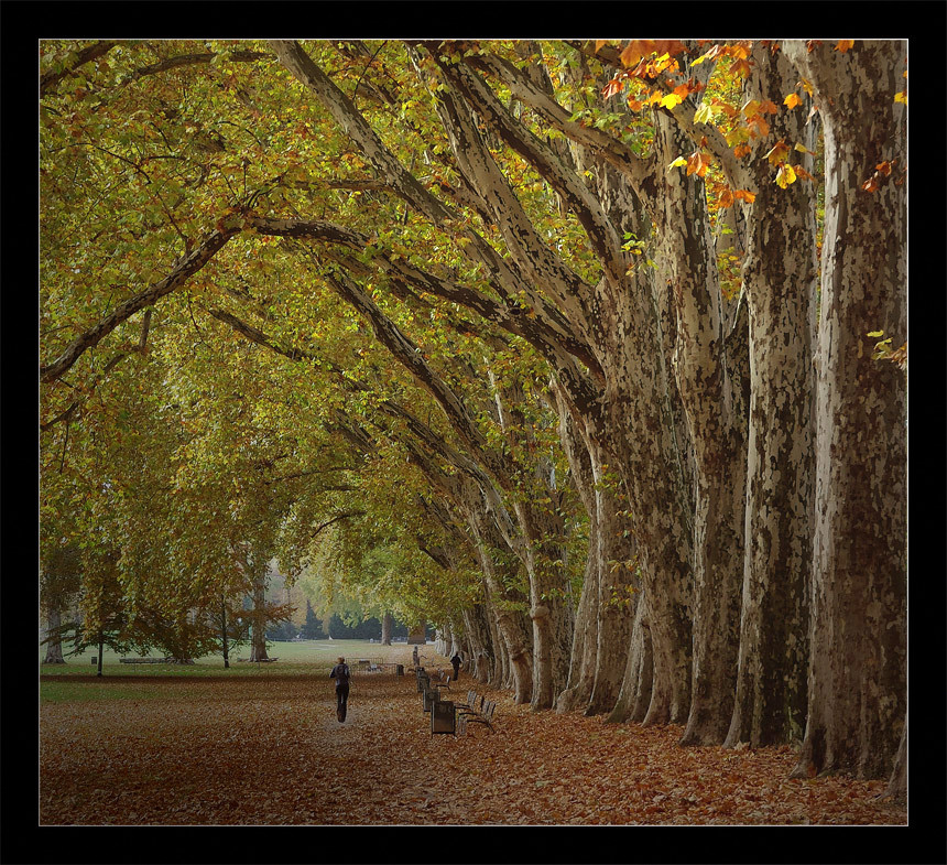 walker in the mood of autumn