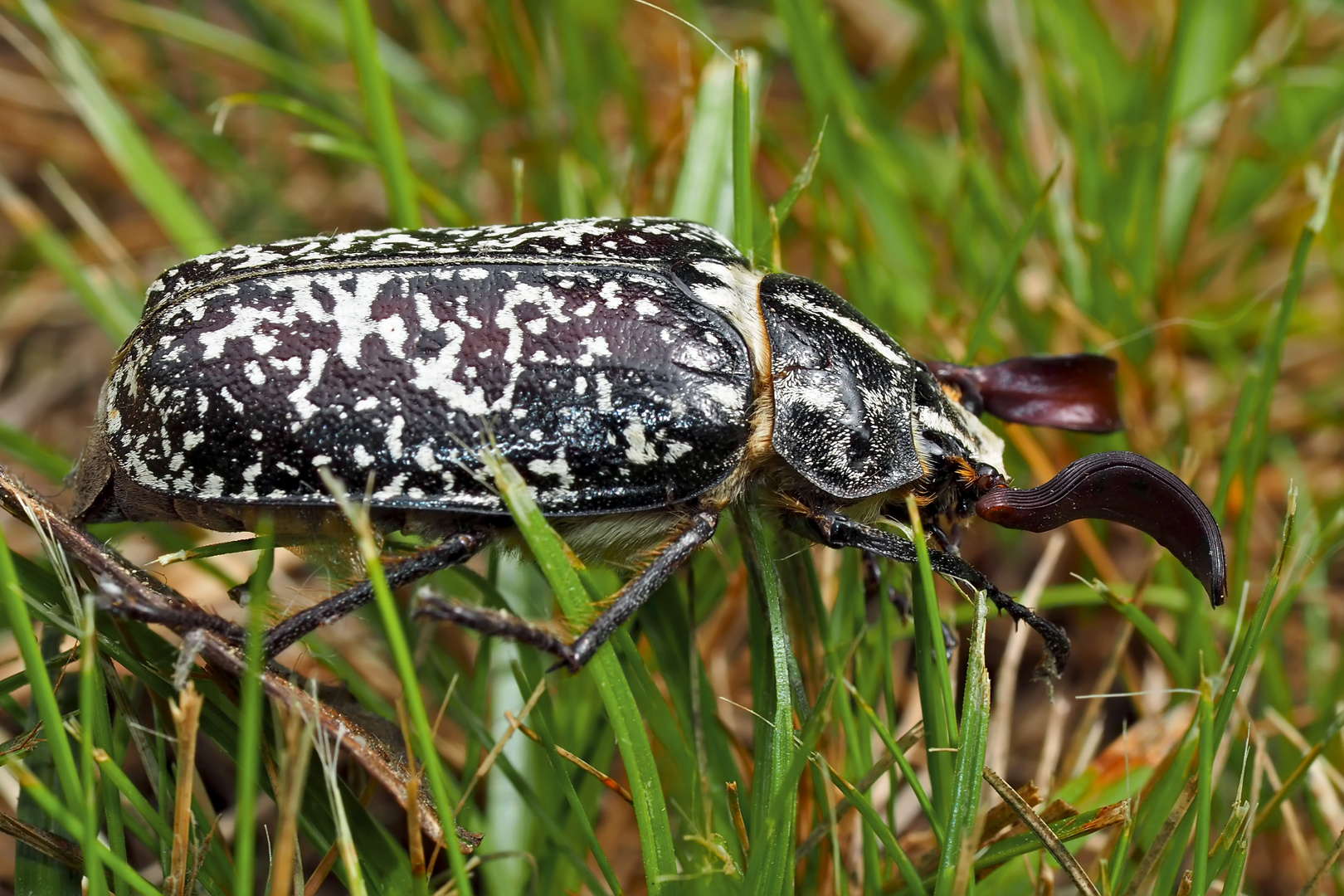 Walker (Polyphylla fullo) - Hanneton des pins.