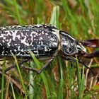 Walker (Polyphylla fullo) - Hanneton des pins.