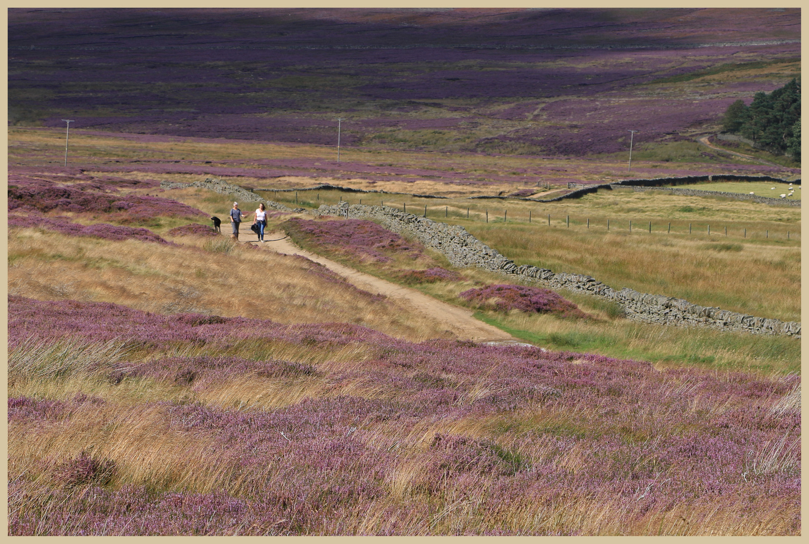 walkers 7 near pennypie house