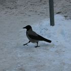 walkin crow