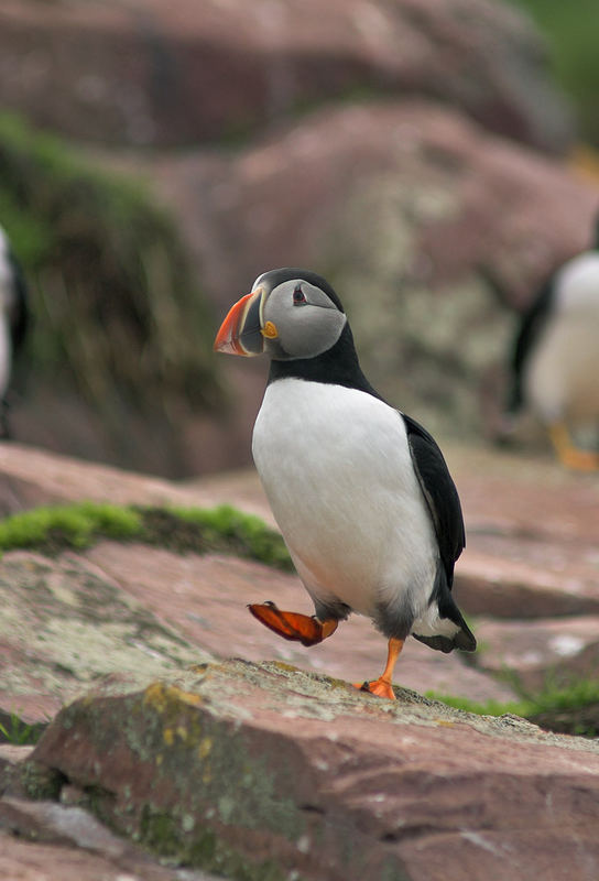 Walkin' Puffin