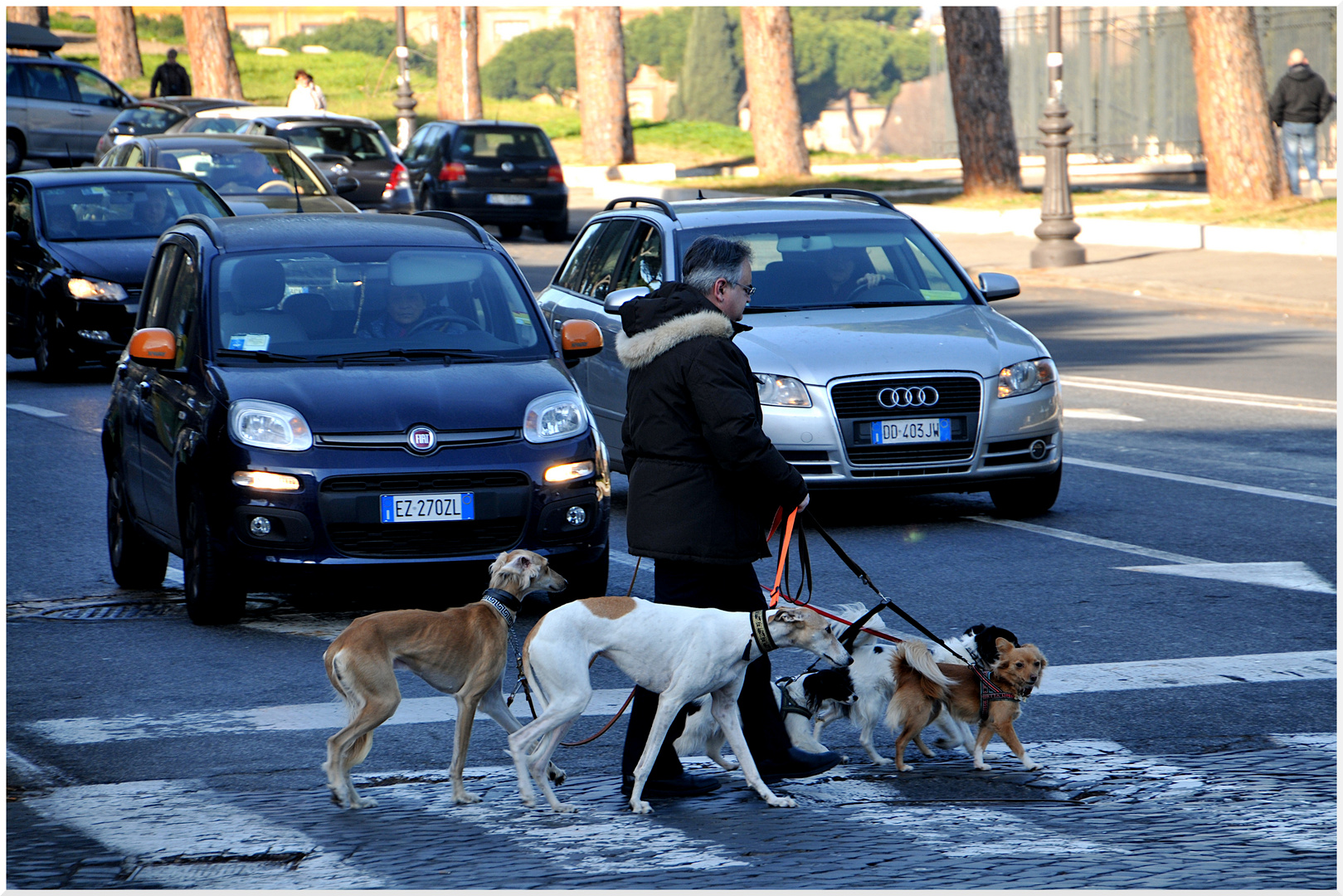 walkin' the dogs