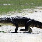 Walking Alligator