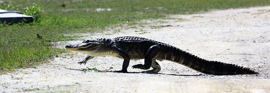 Walking Alligator