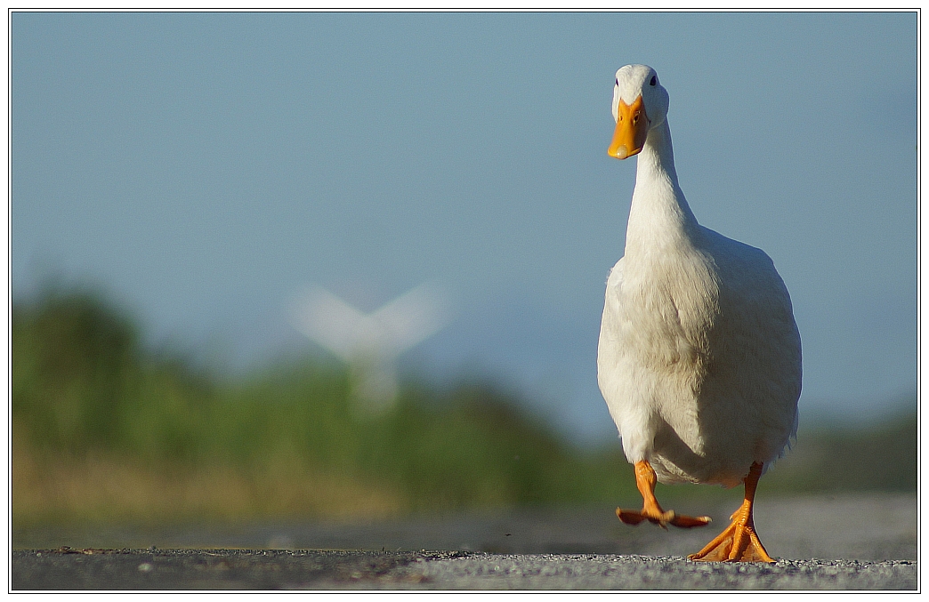 Walking Alone