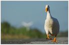 Walking Alone von Tiberni