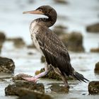 Walking as a Cormorant 