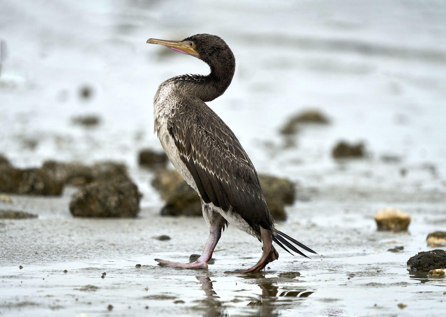 Walking as a Cormorant 