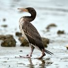 Walking as a Cormorant 