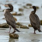 Walking as a Cormorant 