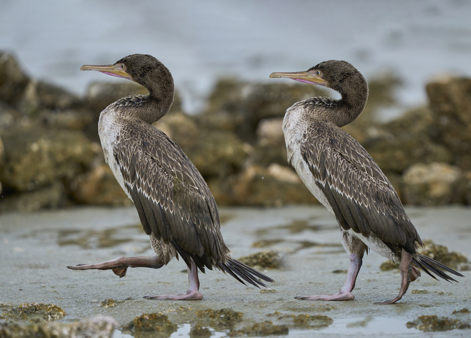 Walking as a Cormorant 