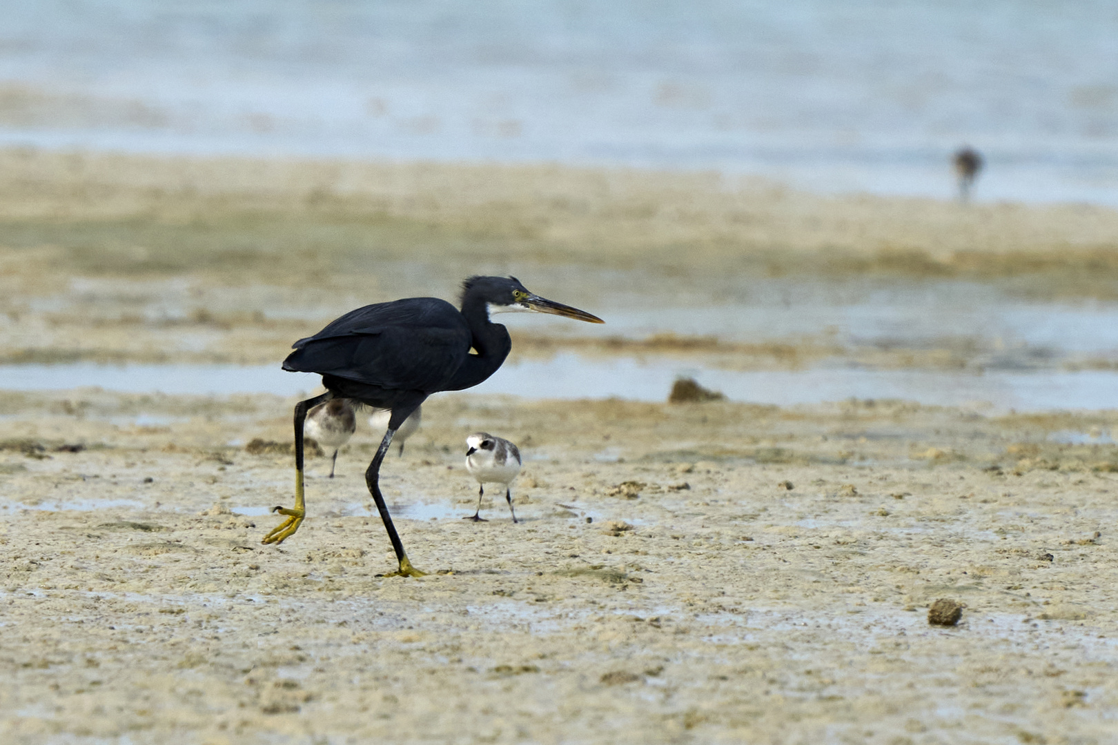 Walking as a HERON