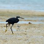 Walking as a HERON