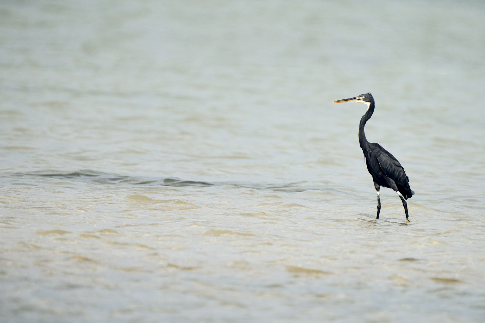 Walking as a HERON