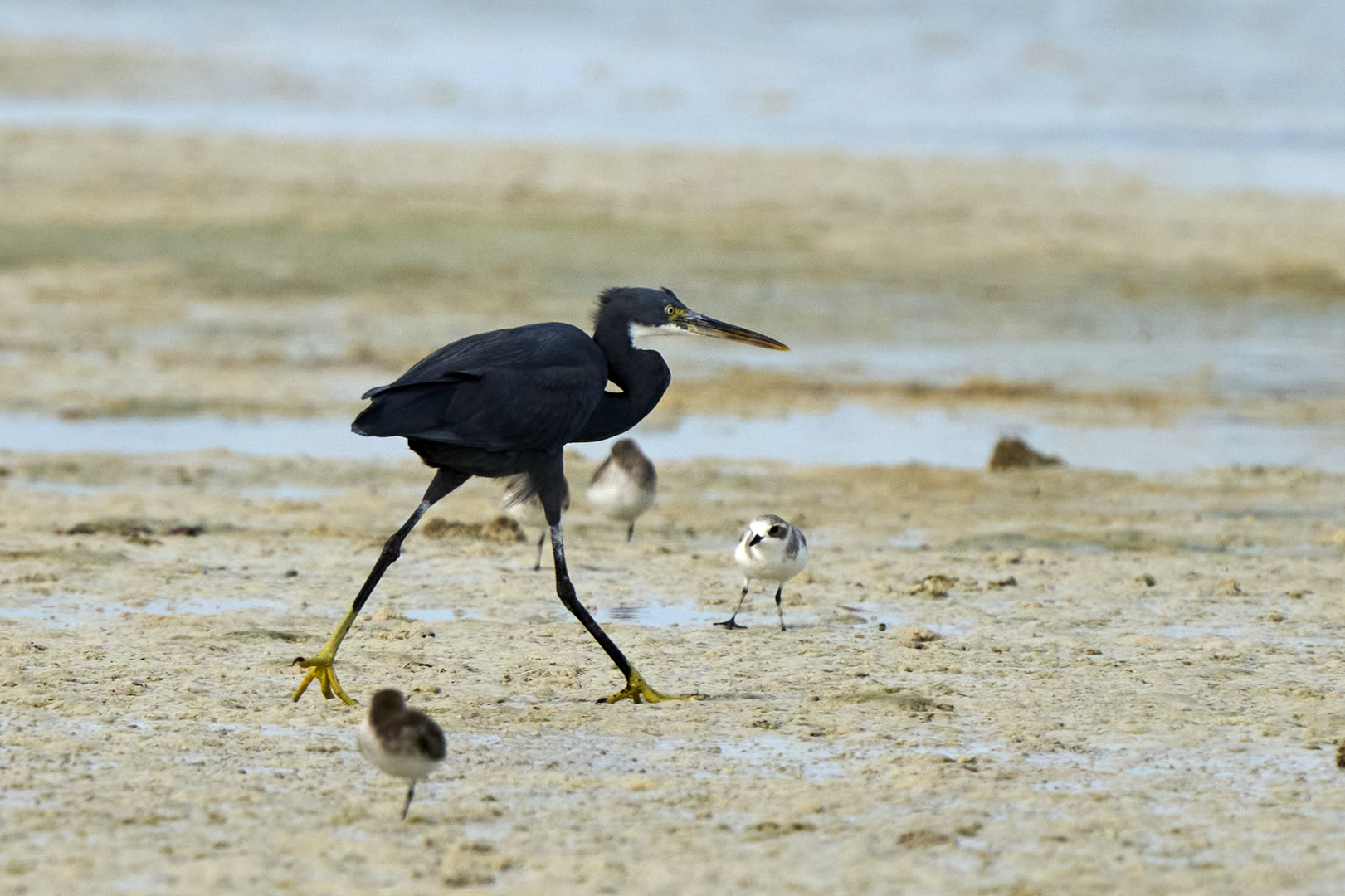 Walking as a HERON