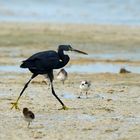 Walking as a HERON