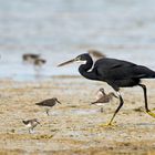 Walking as a HERON