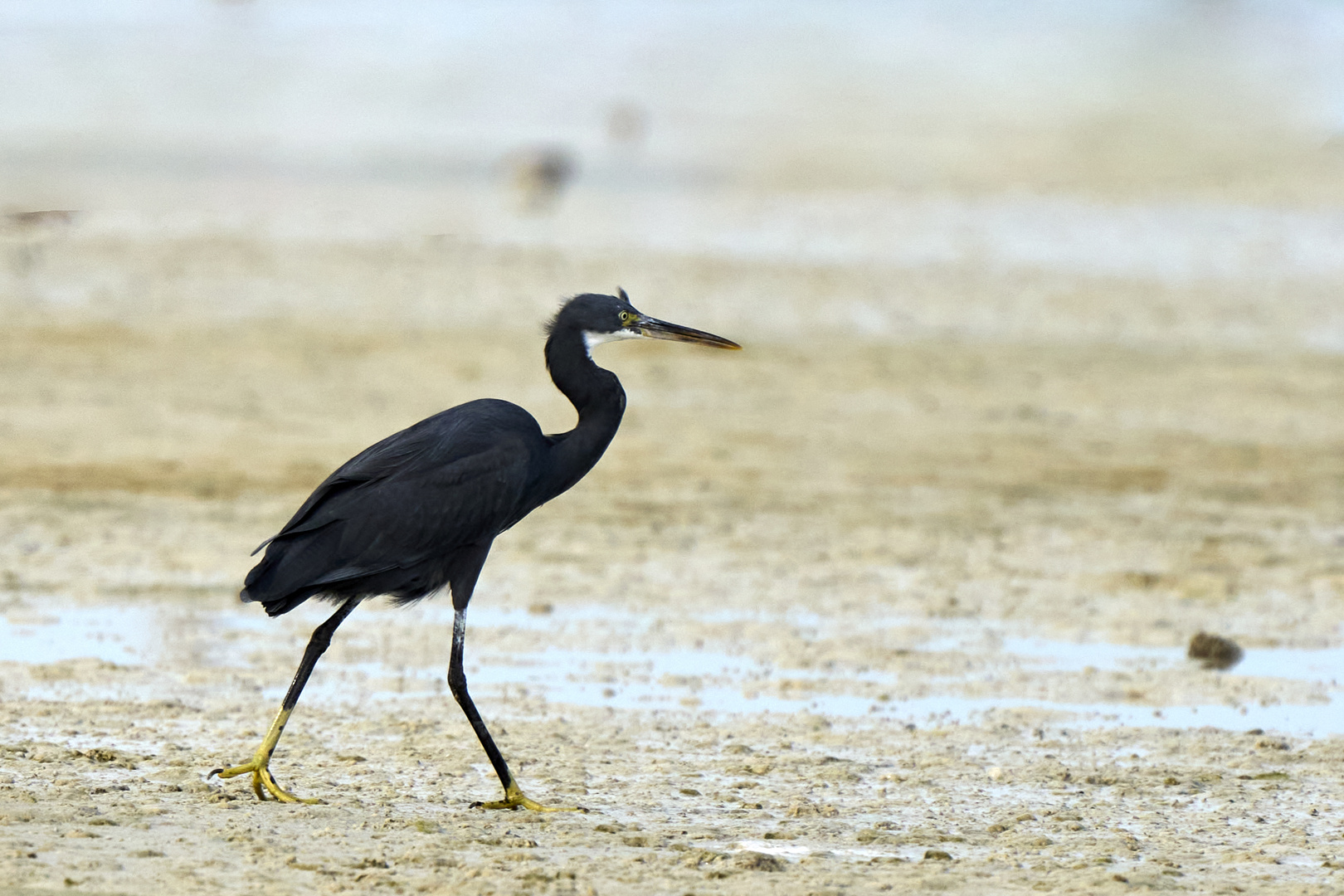 Walking as a HERON