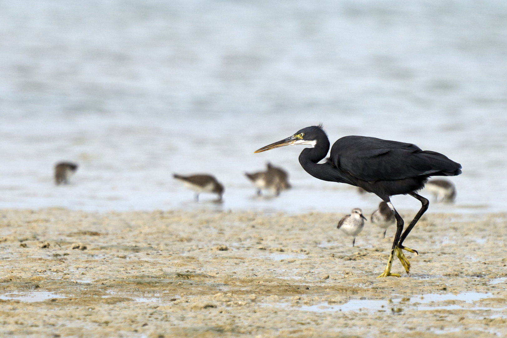 Walking as a HERON