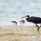 Walking as a HERON